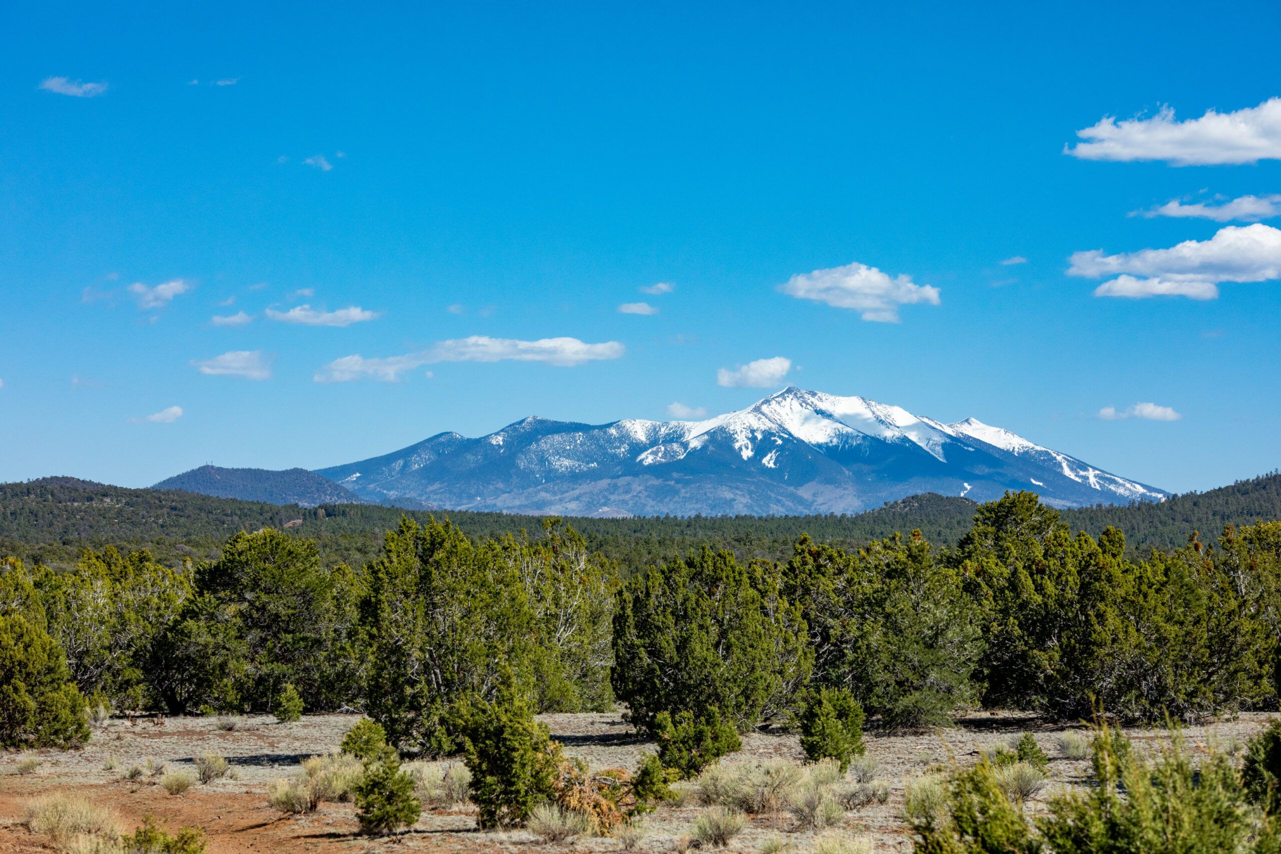 Landscape view of the San Francisco Peaks covered in snow and cedar trees in the foreground.